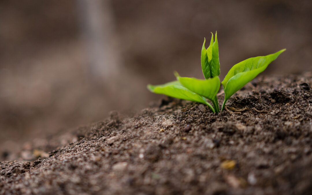 Tema: Dags att plantera nytt